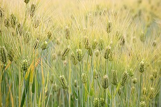Stone-Pearled Organic Hulless Heirloom Barley