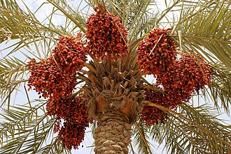 Hand-Selected Jumbo Medjool Dates from Coachella